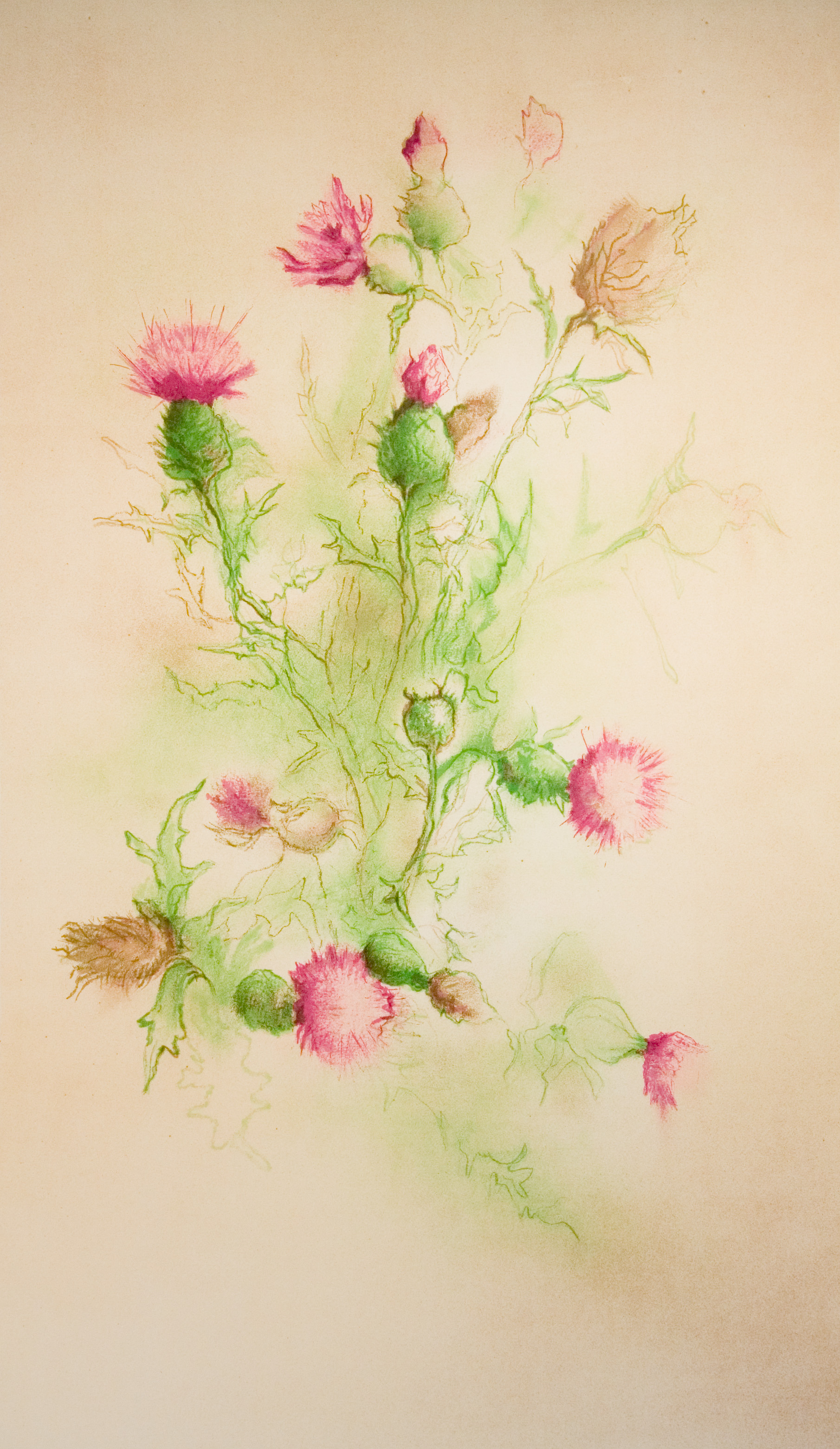 izardthistle.jpg